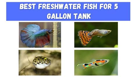 5 gallon aquarium fish|23 Best Fish for a Small Tank (5 Gallon, Freshwater) .